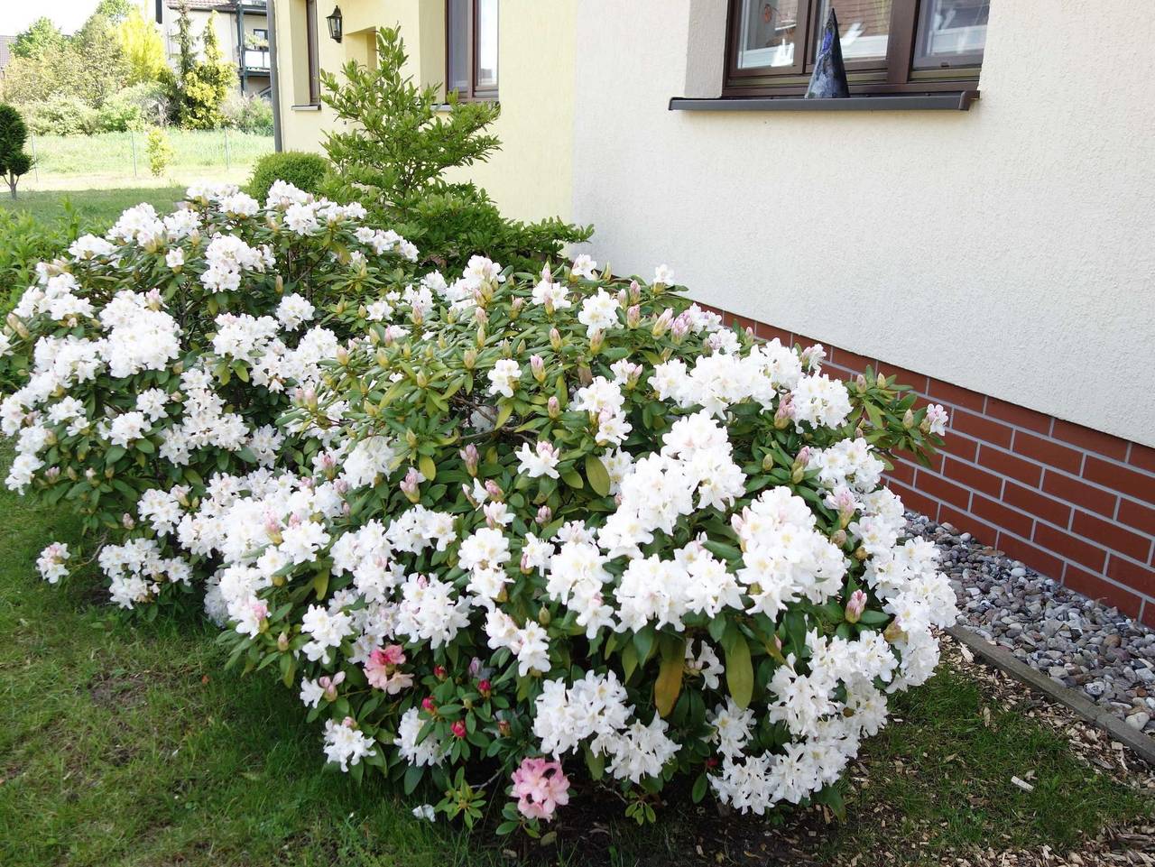 Ganze Ferienwohnung, Ferienwohnung Baum - Ferienwohnung in Rechlin, Müritz
