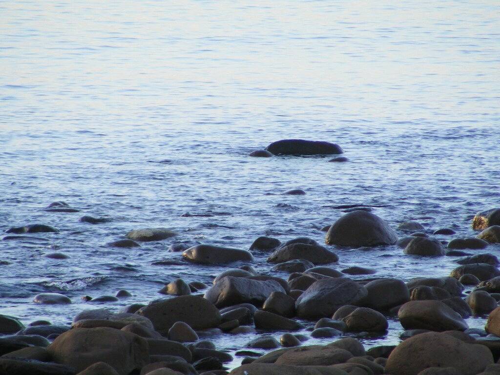 Peace, serenity & sea views - dolphins, wallabies & coastal walks in Penneshaw, Känguru-Insel