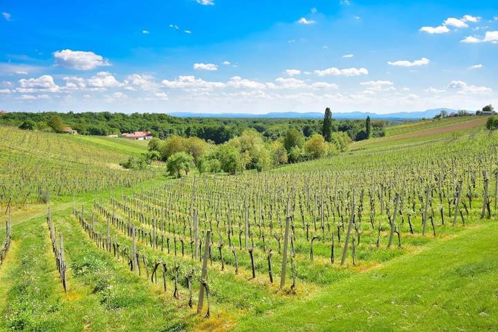Location de vacances pour 8 personnes, avec vue ainsi que jardin et sauna dans Ormož - 4