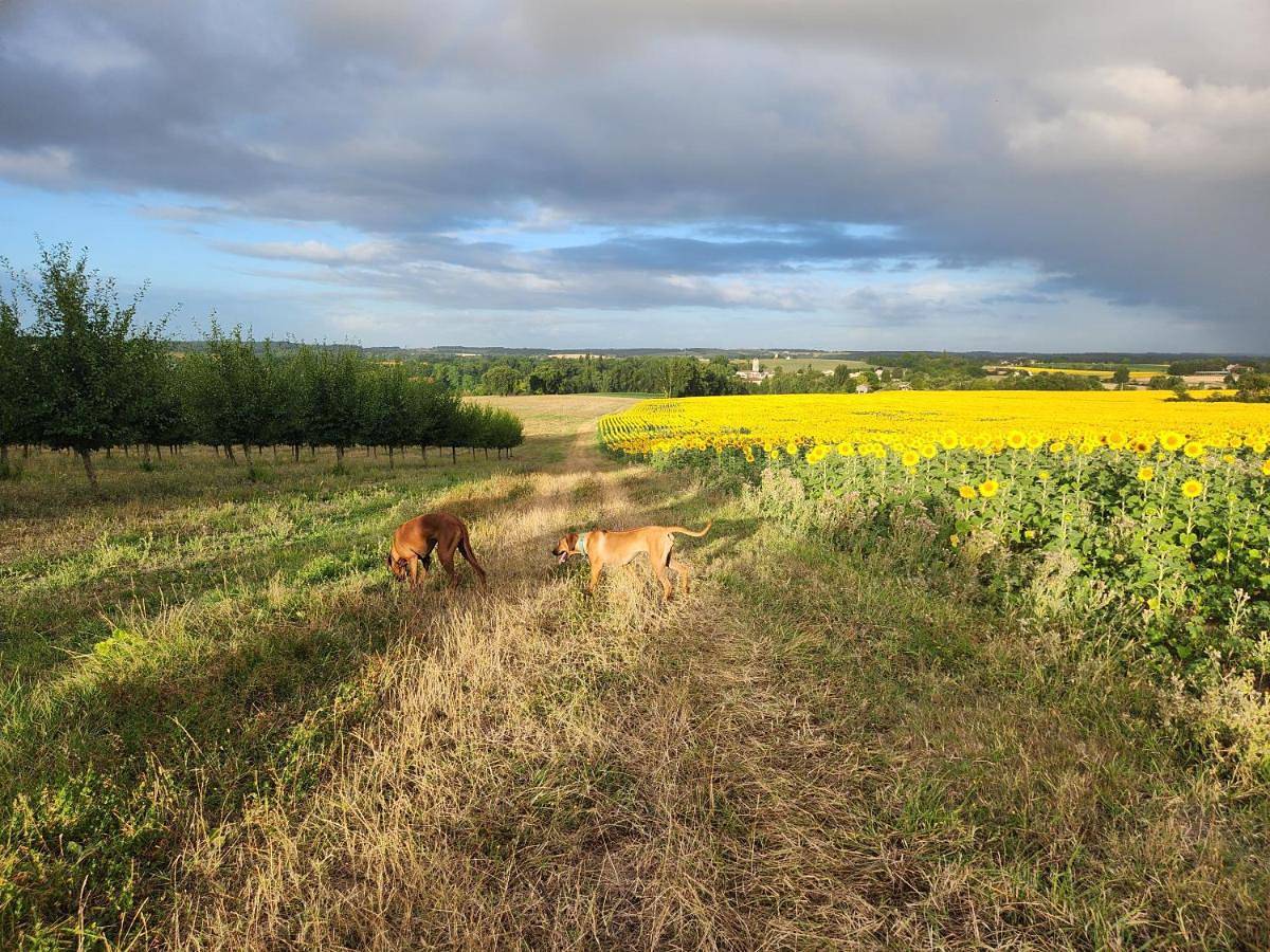 Gite Le Lampeau in Montignac-de-Lauzun, Région de Marmande