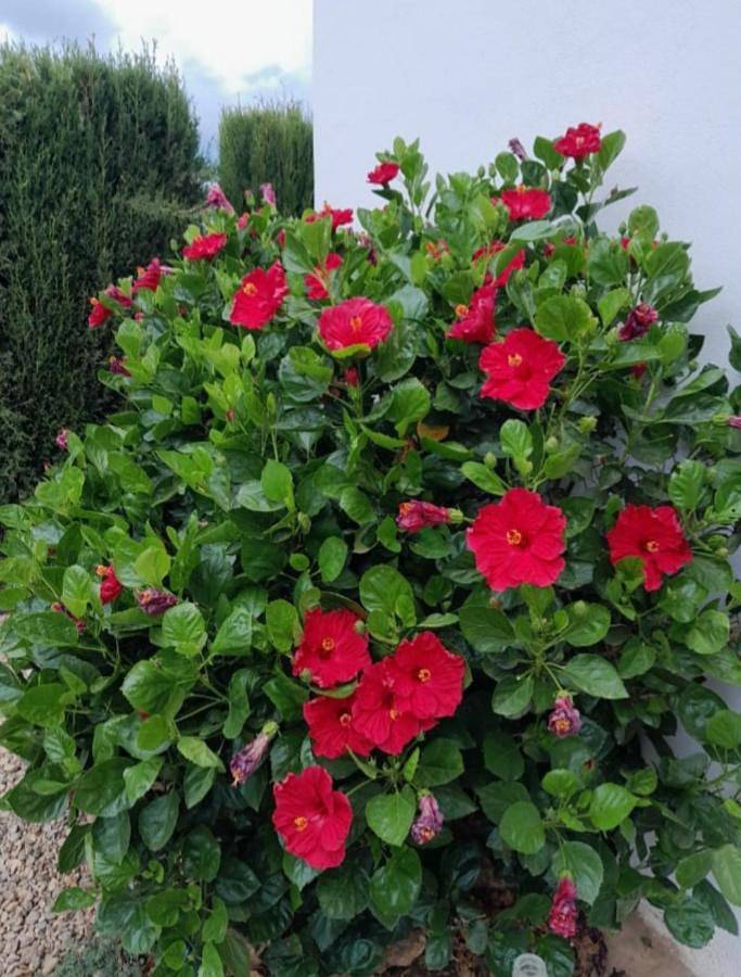 Casa de vacaciones para 6 personas, con piscina y jardín además de vistas y terraza en Sierra Norte de Sevilla - 3