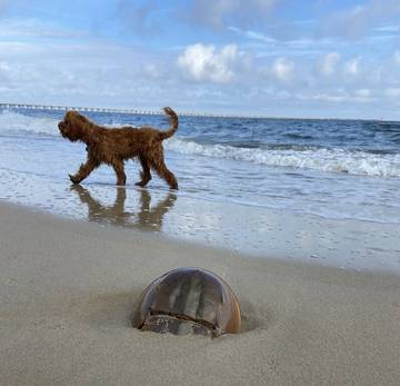 Vacation House for 7 Guests in Virginia, USA, Picture 3