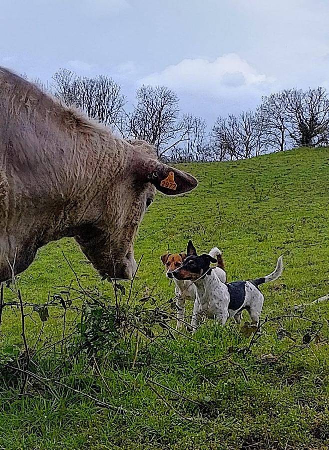 Gîte pour 6 personnes, avec vue et jardin, animaux acceptés à Cressanges - 2