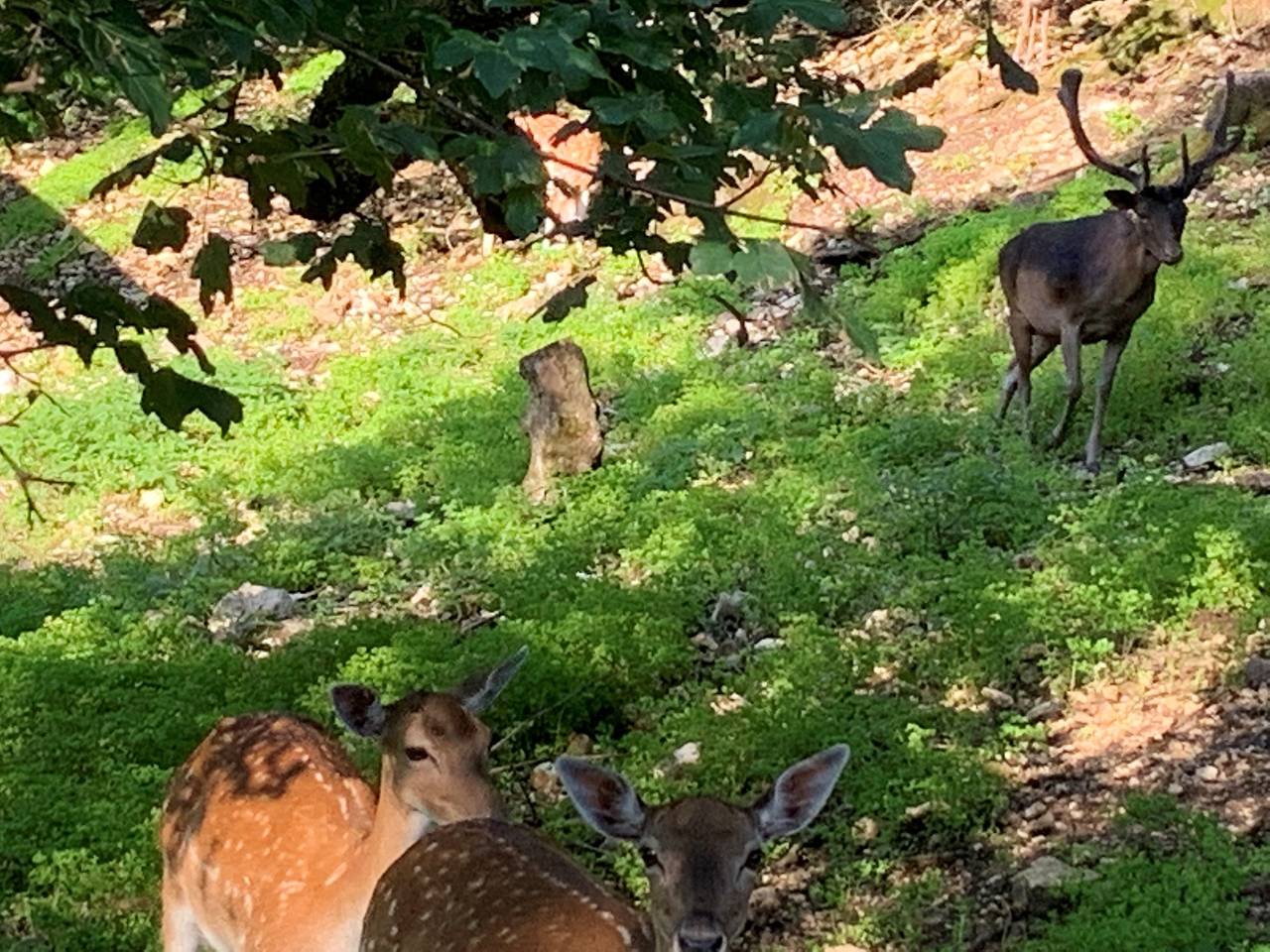 Ganze Ferienwohnung, Studio - Les Biches - Ferienwohnung - Les Biches, (Delémont), 2 Personen, 1 Raum in Delémont, Kanton Jura