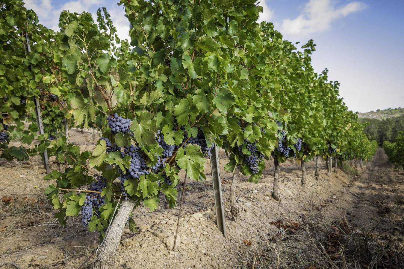 Domaine Femenias in Fontjoncouse, Côte méditerranéenne (France)