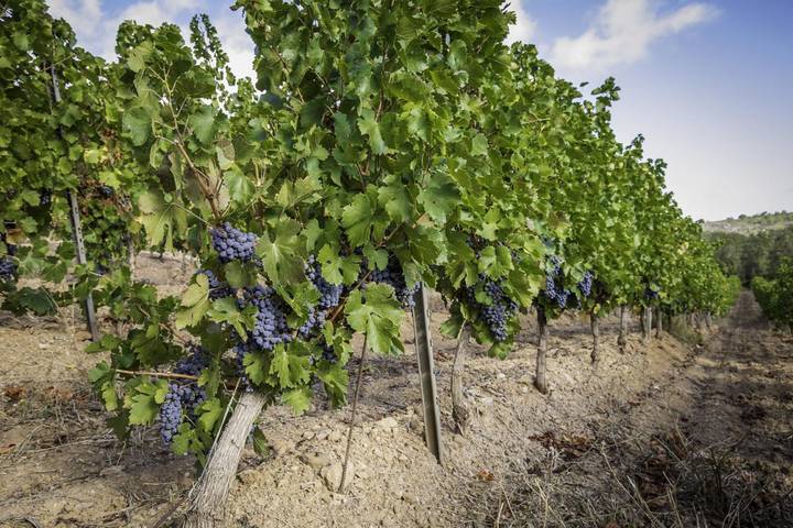 Gîte pour 2 personnes, avec jardin dans l' Aude - 4