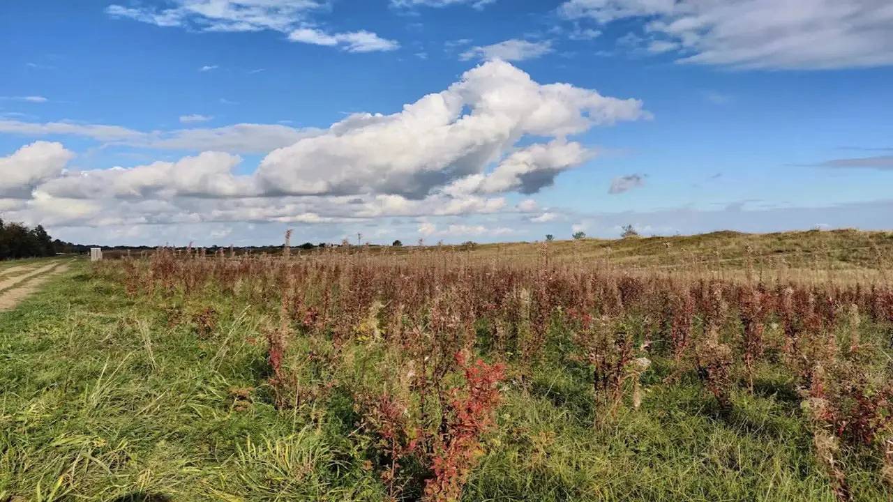 Ferienhaus für 8 Personen (123 m²) in Væggerløse in Væggerløse, Schwedische Ostsee