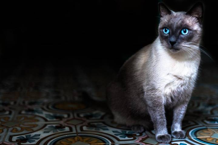 Maison d’hôte pour 4 personnes, avec jardin, animaux acceptés dans les Îles Baléares - 3