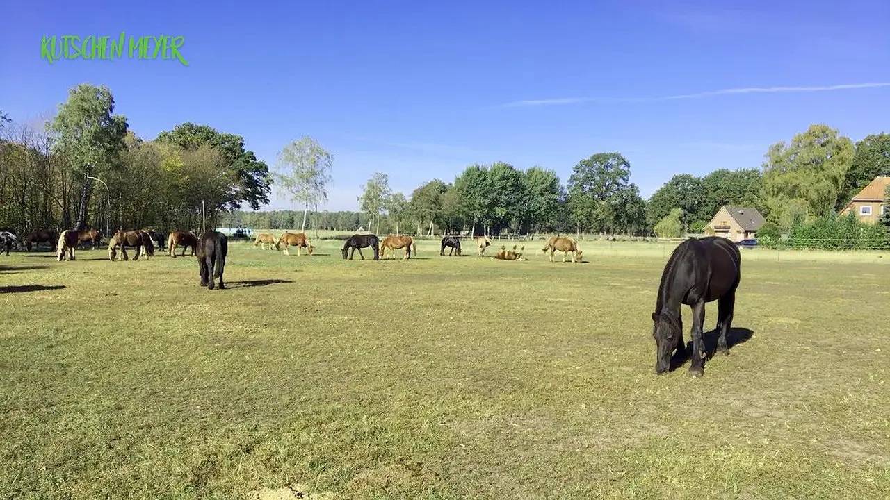 Mobilheim für 4 Personen (34 m²) in Schneverdingen in Schneverdingen, Landkreis Heidekreis