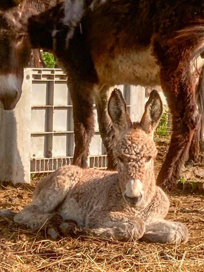 Agriturismo per 2 persone, con Giardino in Brianza