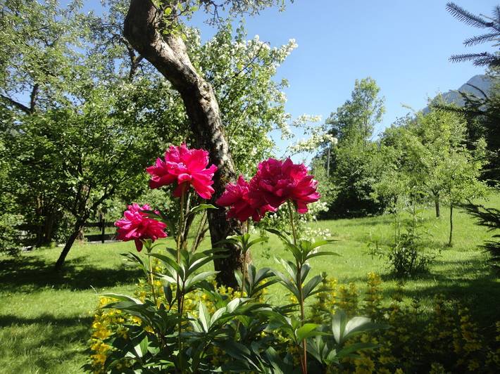 Ferienhaus für 3 Personen, mit Terrasse und Garten in Oberösterreich - 3