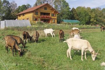 Chalet pour 3 personnes, avec jardin, animaux acceptés dans le Jura