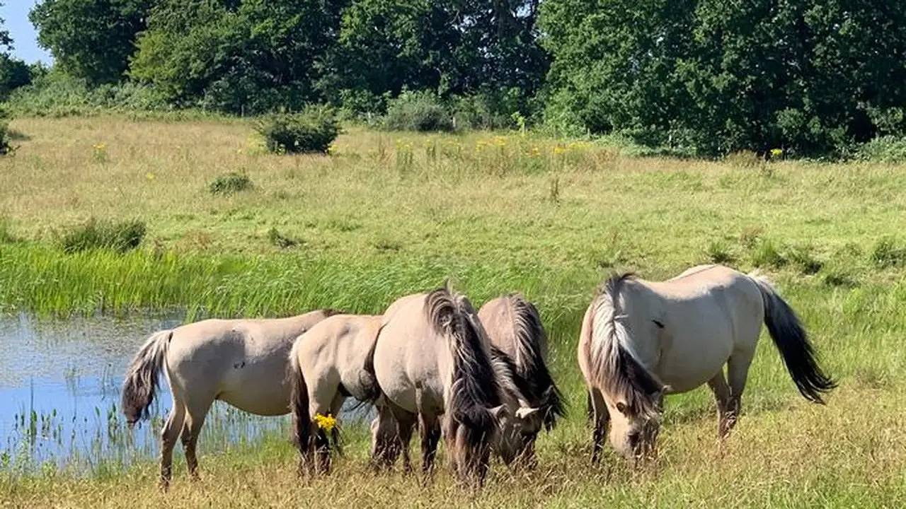 Ferienhaus für 2 Personen (59 m²) in Gelting in Geltinger Birk, Gelting