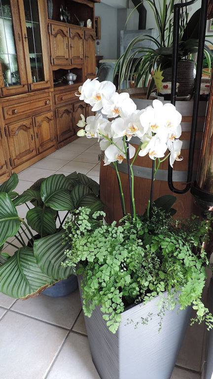 Les Chambres des Badious - Chambre Fréhel in Plerguer, Région de Saint-Malo