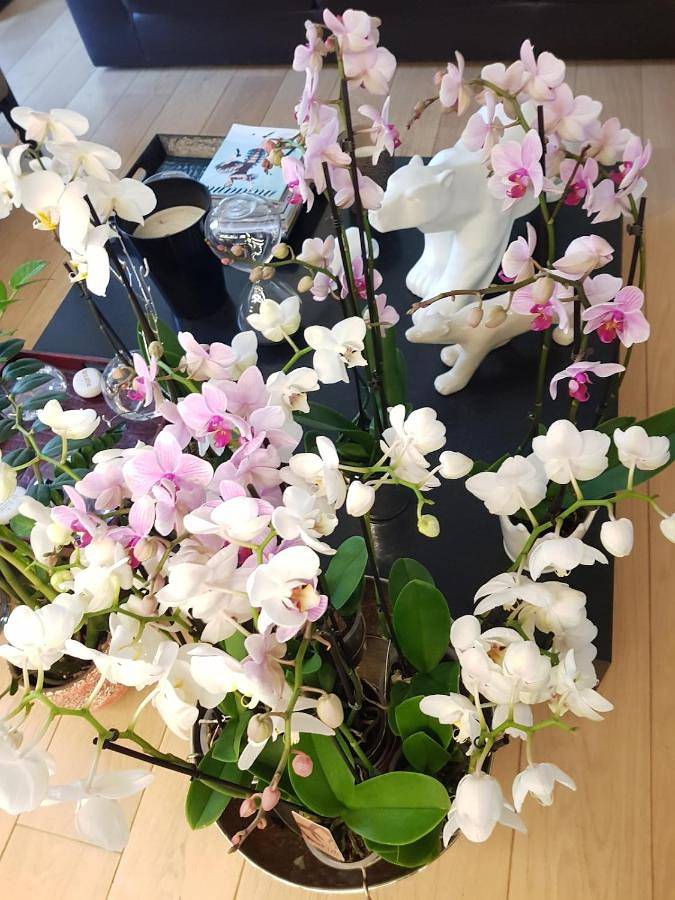 Villa pour 6 personnes, avec piscine et jardin à Lyon - 3