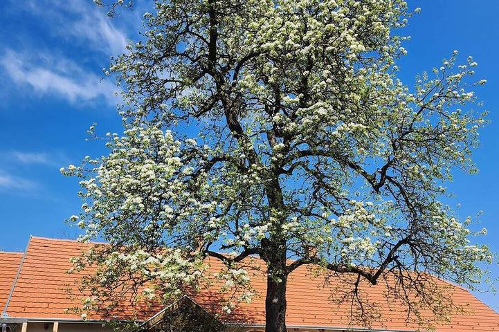 Ferienhaus für 4 Personen, mit Garten