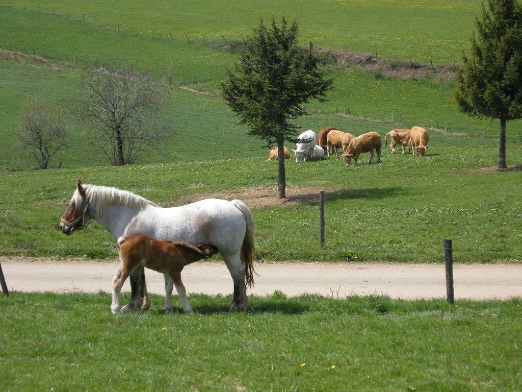 Gîte des Collines in Saint-Genest-Malifaux, Parc Naturel Régional du Pilat