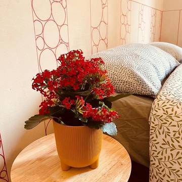 Gîte pour 2 personnes, avec vue, animaux acceptés à Région de Rapallo