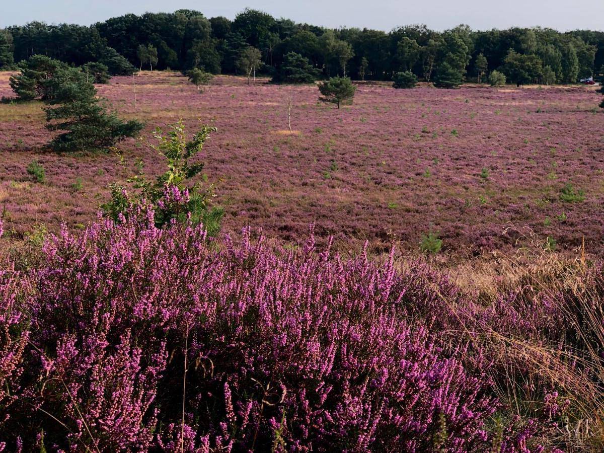 Het Natuurhuisje op de Veluwe in Nunspeet, Veluwe