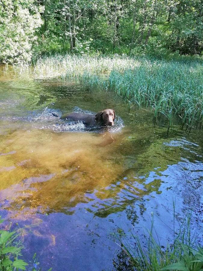 Ferienhaus für 8 Personen, mit Garten, mit Haustier im Bayerischer Wald - 2