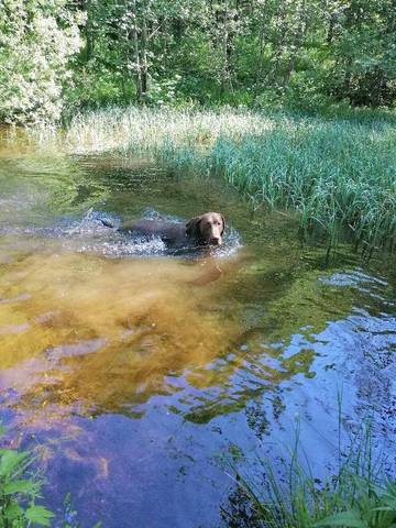 Ferienhaus für 8 Personen in Bayerisch Eisenstein, Ostbayern, Bild 1