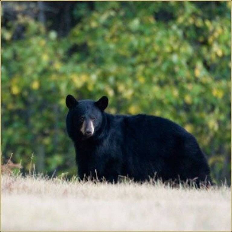 Chalet for 8 Guests in Yoho National Park, Columbia-Shuswap Regional District