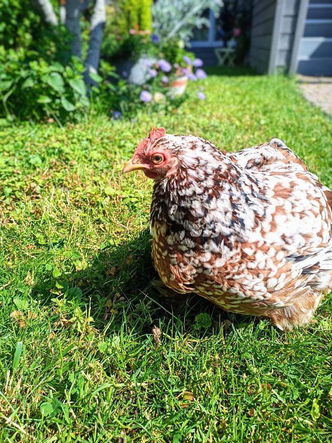 Gîte pour 6 personnes, avec piscine ainsi que jardin et vue à Saint-Cyr-l'École - 4