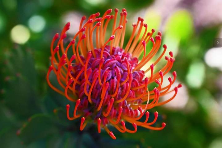 Gîte pour 4 personnes, avec balcon et vue, animaux acceptés dans Porquerolles - 3