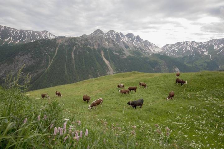 Maison d’hôte pour 3 personnes, avec vue et jardin à Comune di Saint-Rhémy-en-Bosses - 3