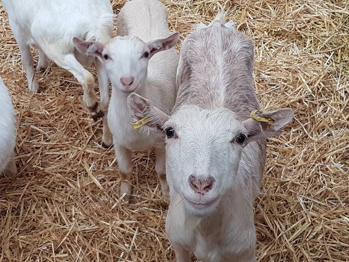 Ferienhaus für 8 Personen, mit Garten und Sauna in Neunburg vorm Wald - 4