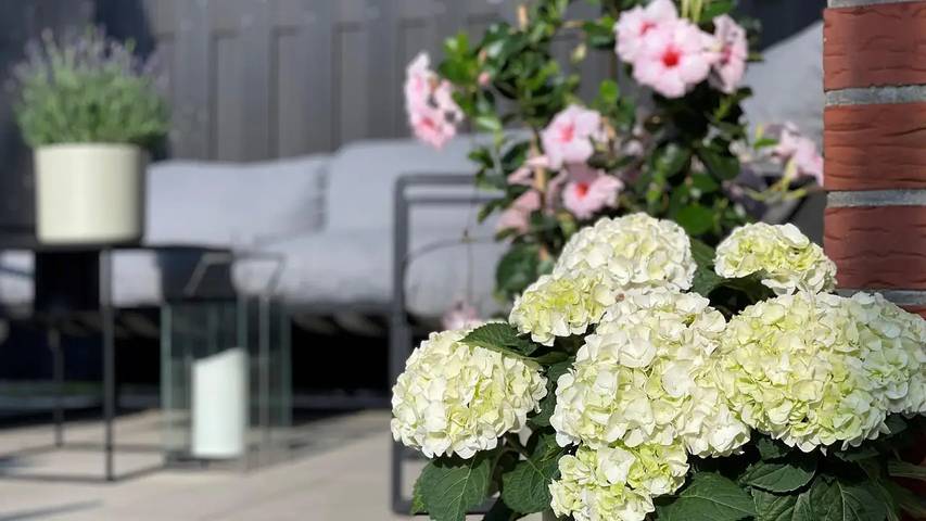 Ferienwohnung für 3 Personen, mit Terrasse in Schneverdingen - 3
