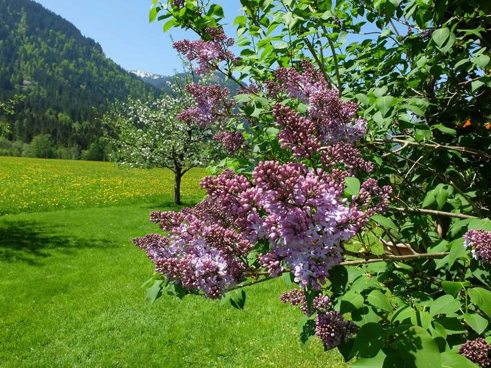 Ferienwohnung für 3 Personen, mit Balkon und Ausblick sowie Sauna, kinderfreundlich in Schoppernau - 4