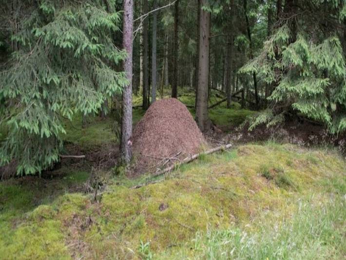 Ferienhaus für 8 Personen, mit Terrasse und Garten, kinderfreundlich in Dannemare - 4