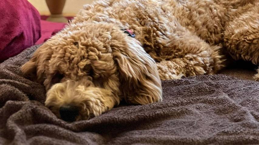 Ferienhaus für 3 Personen, mit Garten, mit Haustier in Ostthüringen - 4