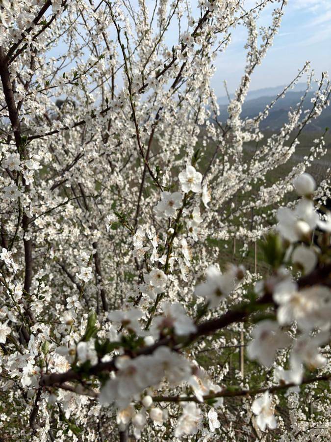 Gîte pour 4 personnes, avec vue et jardin, animaux acceptés à Barolo - 2