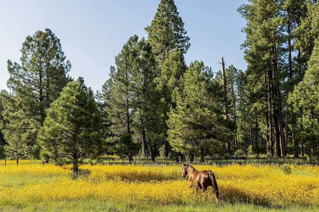 'Whispering Hollow Lodge' on Greer Main St! in Greer, Apache County