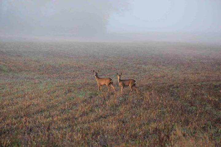 Location de vacances pour 10 personnes, avec jardin ainsi que piscine et terrasse à Gragnague - 4