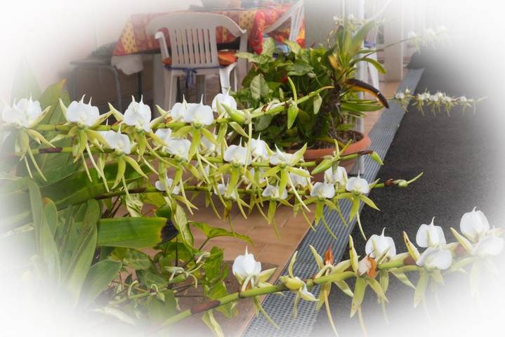 Chambre d’hôte pour 2 personnes, avec jardin ainsi que vue et sauna à Le Tampon (Réunion) - 2