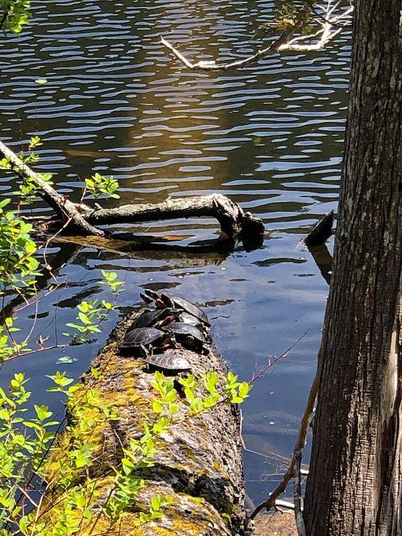 Camping for 4 people in British Columbia