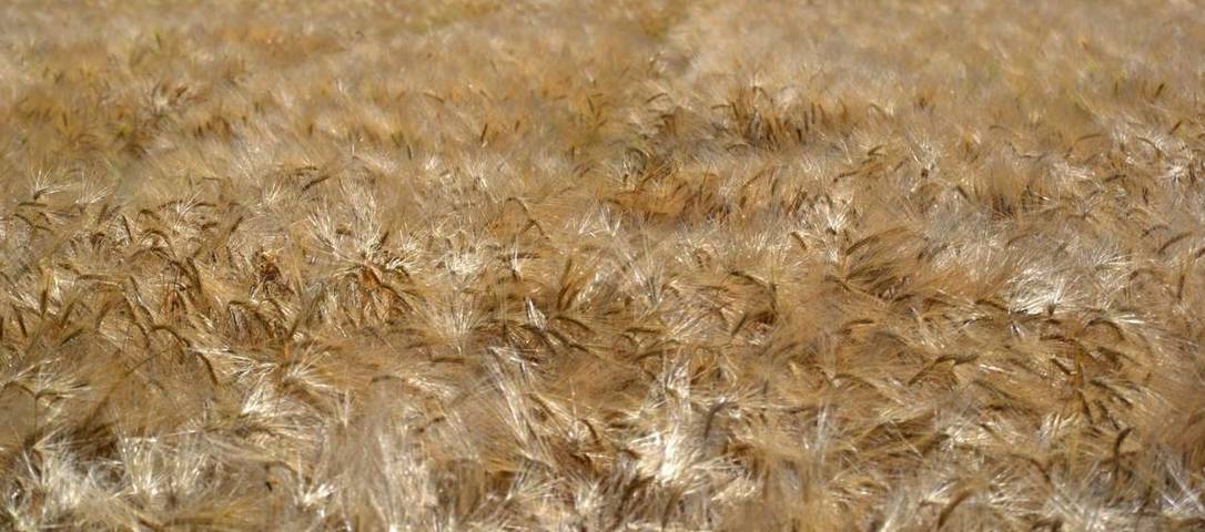 Maison de campagne pour 3 personnes, avec jardin à Trevi - 4
