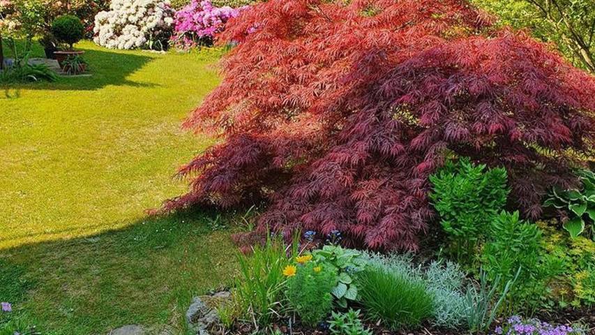 Ferienwohnung für 5 Personen, mit Terrasse in Gohrisch - 4