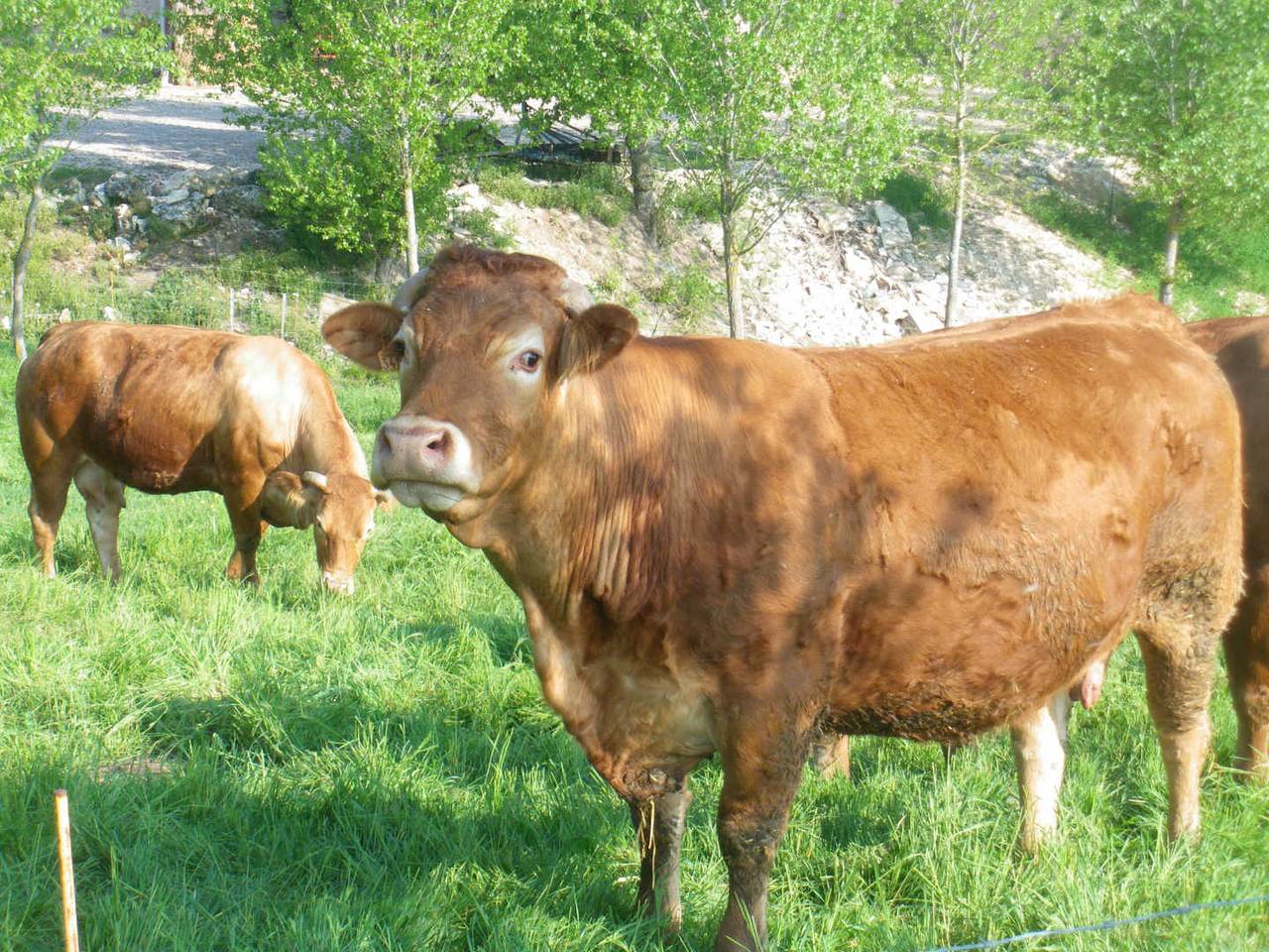 La Falgarié in Virac, Région d'Albi