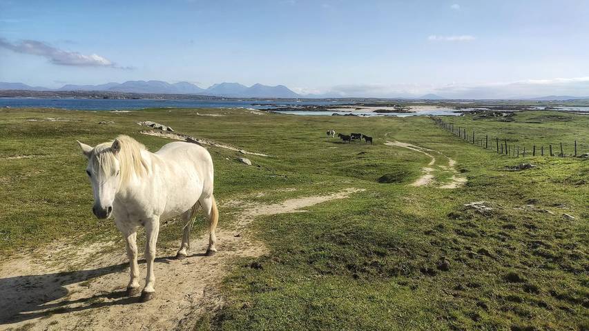 Camping für 6 Personen, mit Garten in Irland