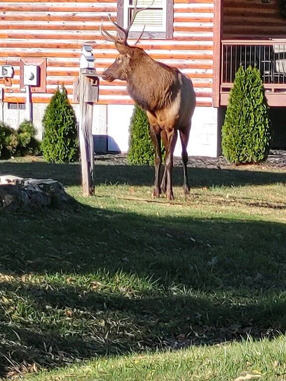 2 Master Suites - Clean - Cozy - Wifi - Elk - Covered Porch - ezaccess - 5 Stars in Blue Ridge Parkway, Maggie Valley