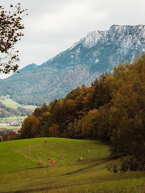 Ganze Ferienwohnung, Das Luegstein - Appartement Bergwelt bis max. 3 Pers. 28 qm in Kiefersfelden, Bayerische Alpen