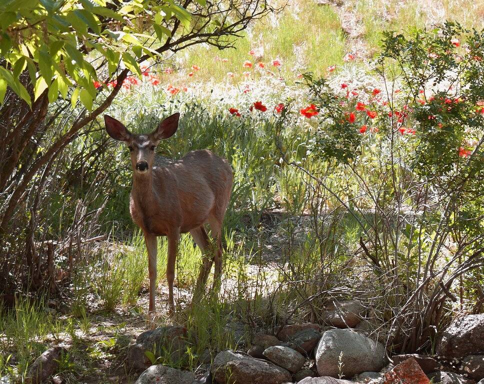 Im Stadtzentrum gelegenes Durango-Haus in Durango (Colorado), San Juan National Forest