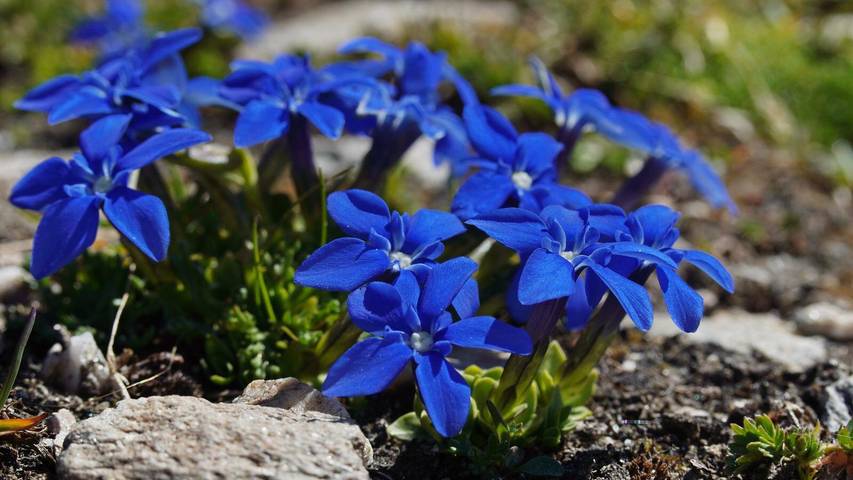 Gîte pour 4 personnes, avec balcon, adapté aux familles à Saas-Grund - 3