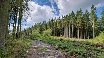 Chalet voor 4 Personen in Signy-l'Abbaye, Ardennen, Afbeelding 4