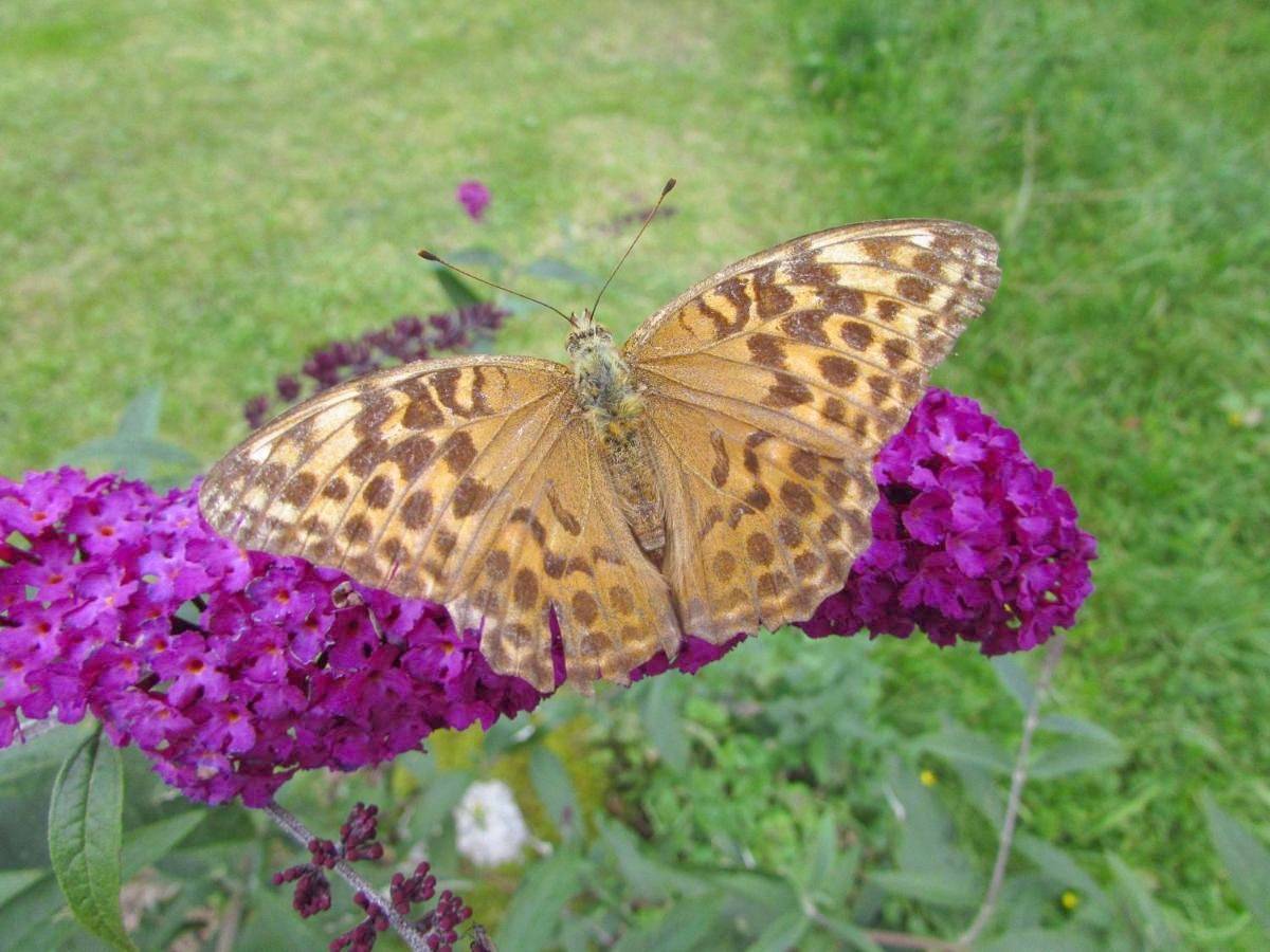 Le Pre Vert - Garden Suite in Marat, Parc Naturel Régional Livradois-Forez