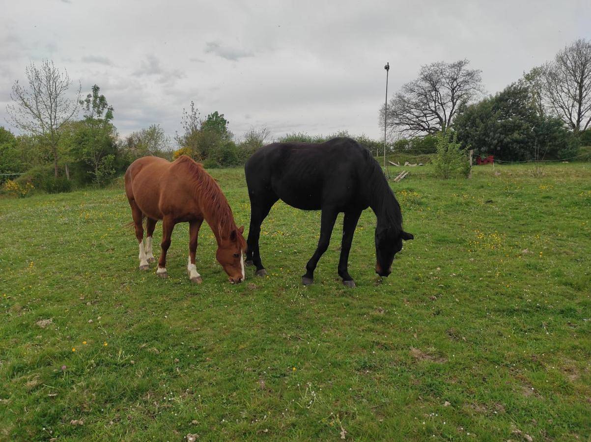 Les 2 Chênes in Saumur, Vallée de la Loire